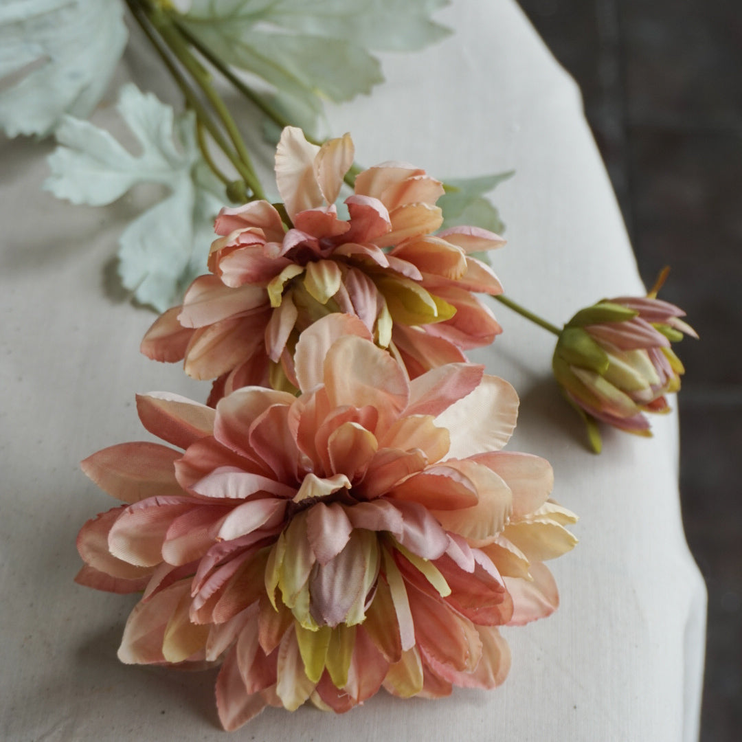 Georgine fersken - 53 cm