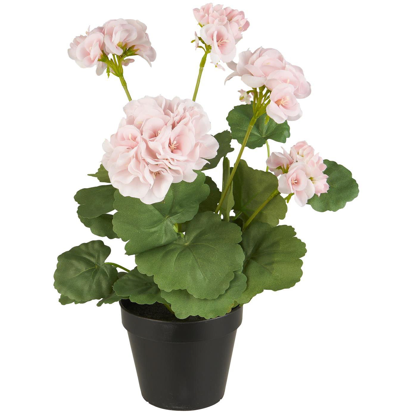 Pelargonia i potte - rosa