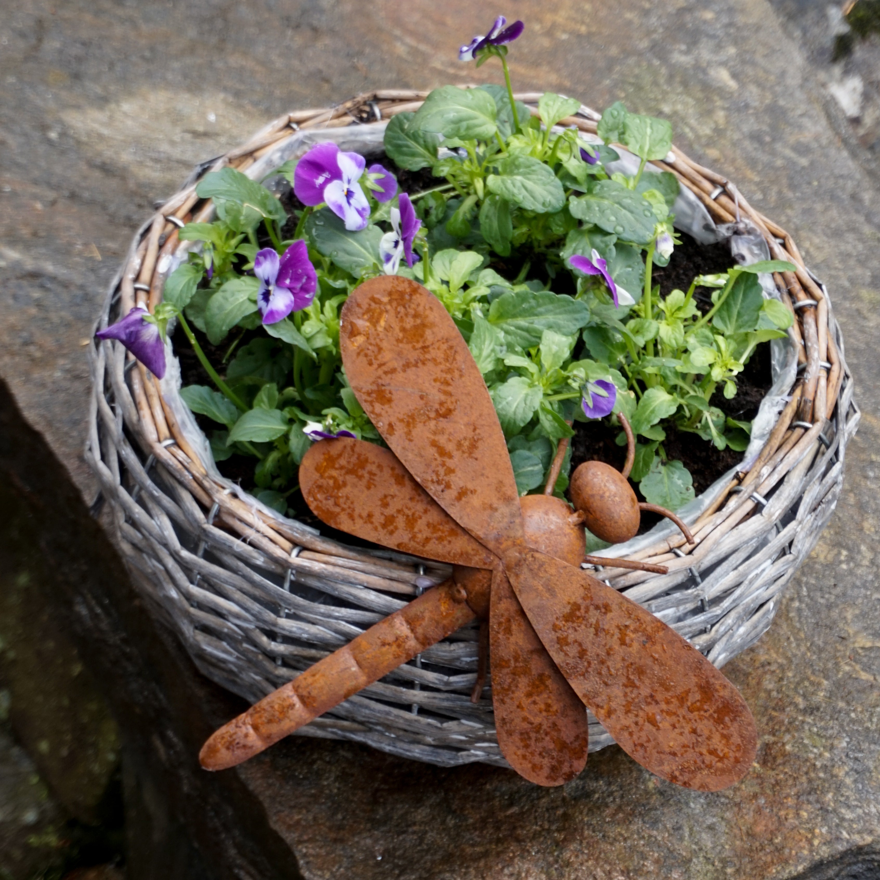 Øyenstikker - rust