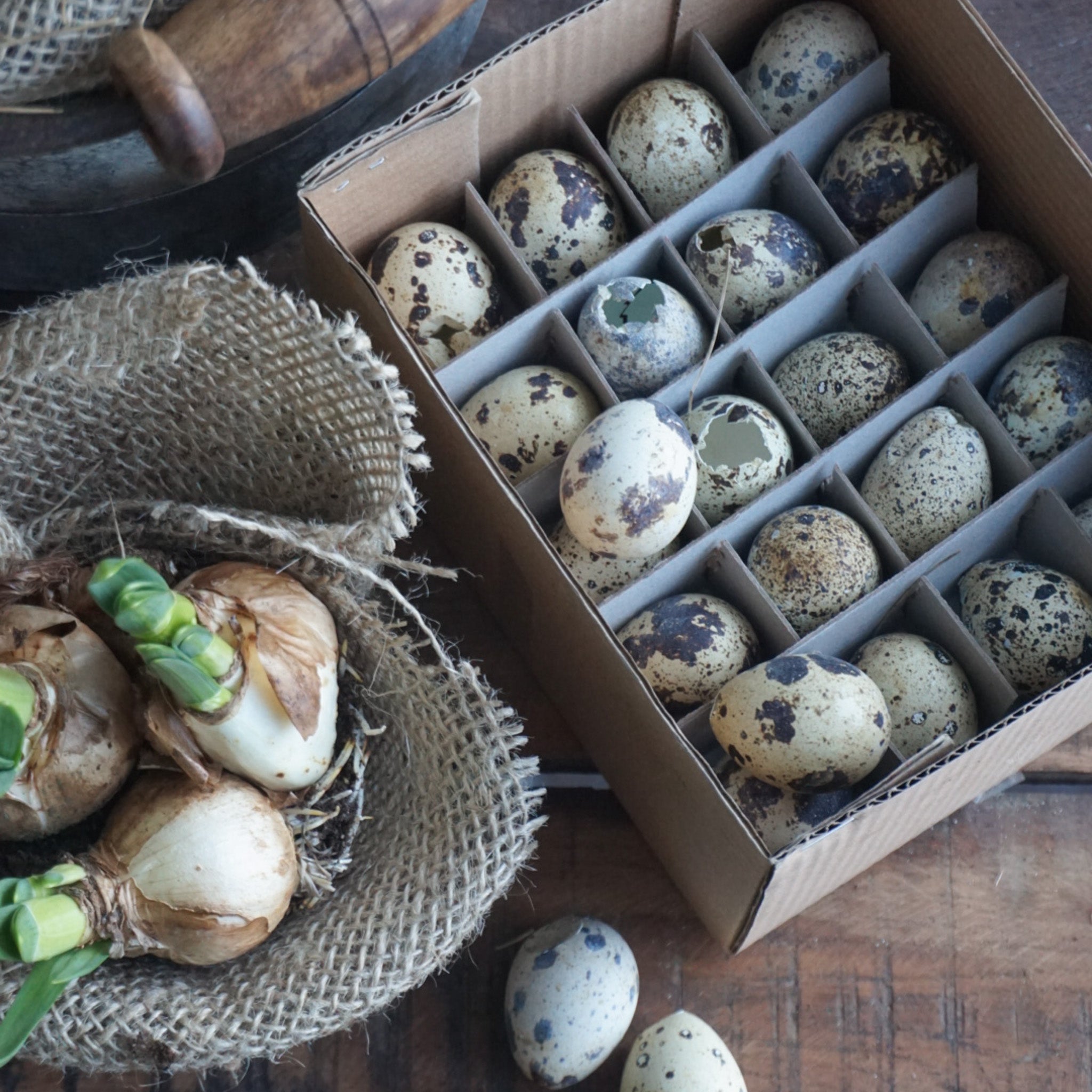 60 stk vaktelegg til dekor