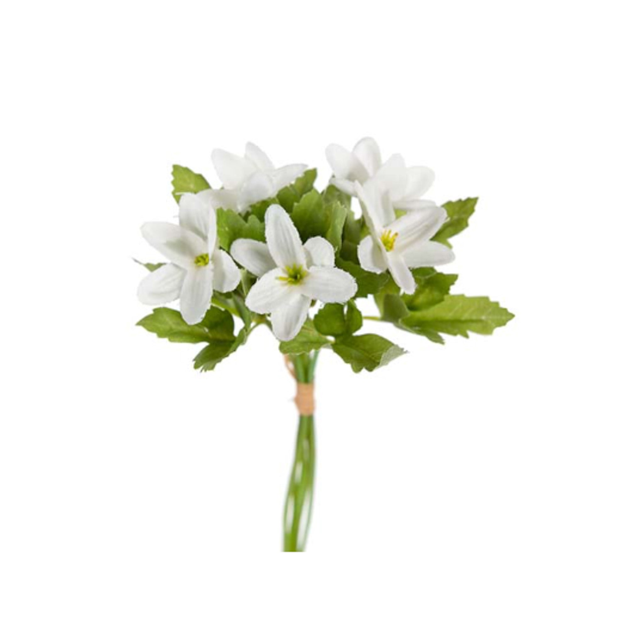 Hvitveis bukett - Mr Plant