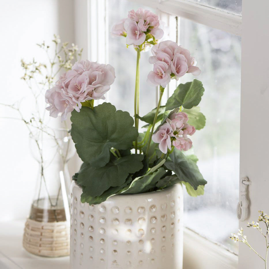 Pelargonia i potte - rosa