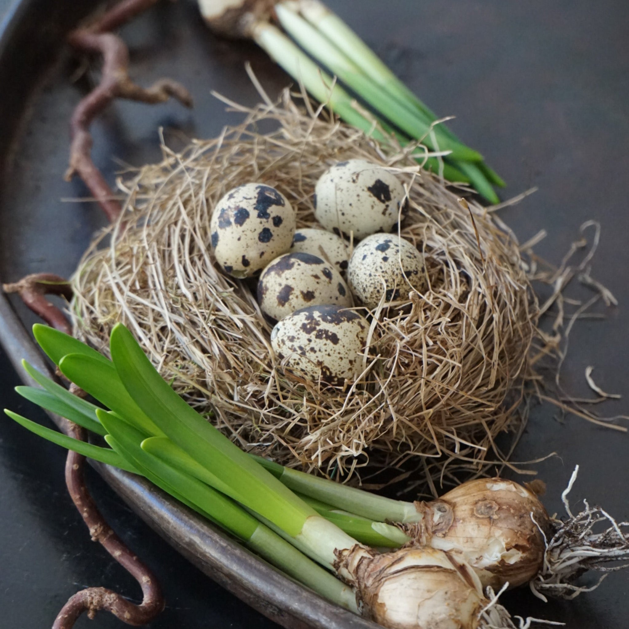 60 stk vaktelegg til dekor