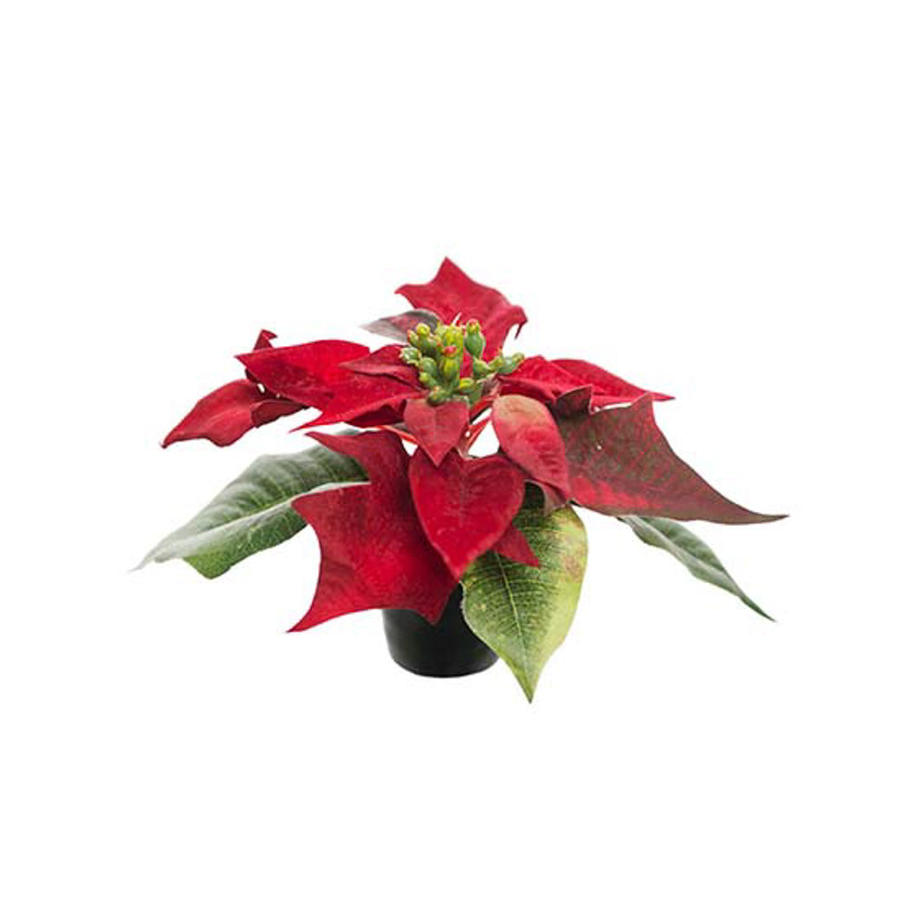 Julestjerne i krukke - rød