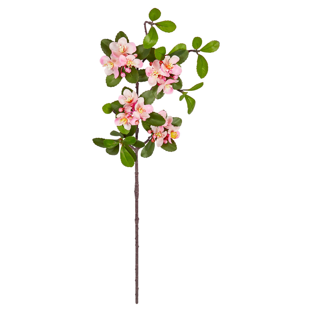 Epleblomst kvist - rosa