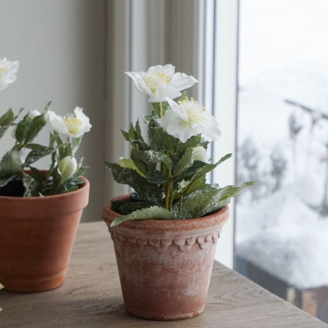 Julerose med snø - 20 cm