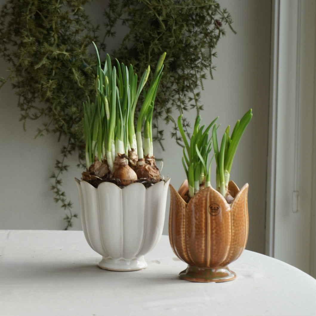 Krukke petulia - hvit