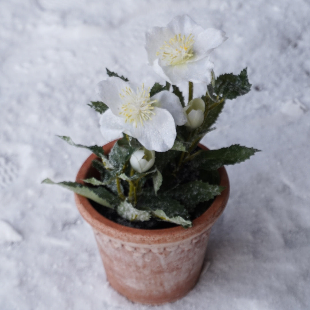 Julerose med snø - 20 cm