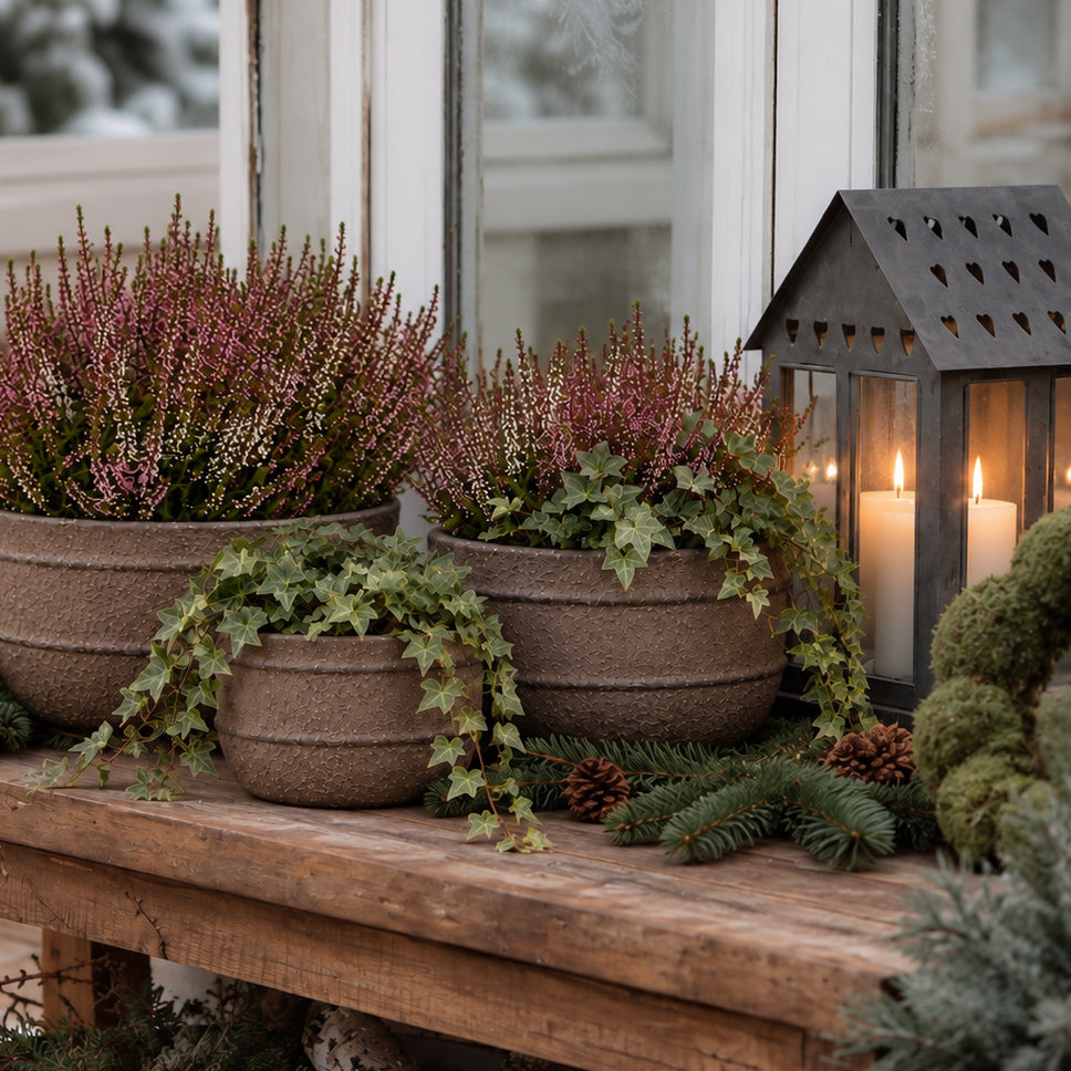 LUNA plantering - medium