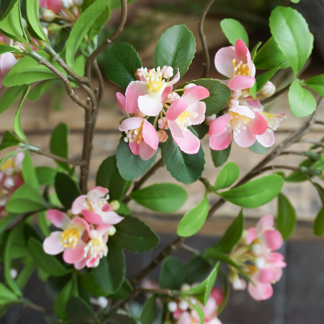 Epleblomst kvist - rosa