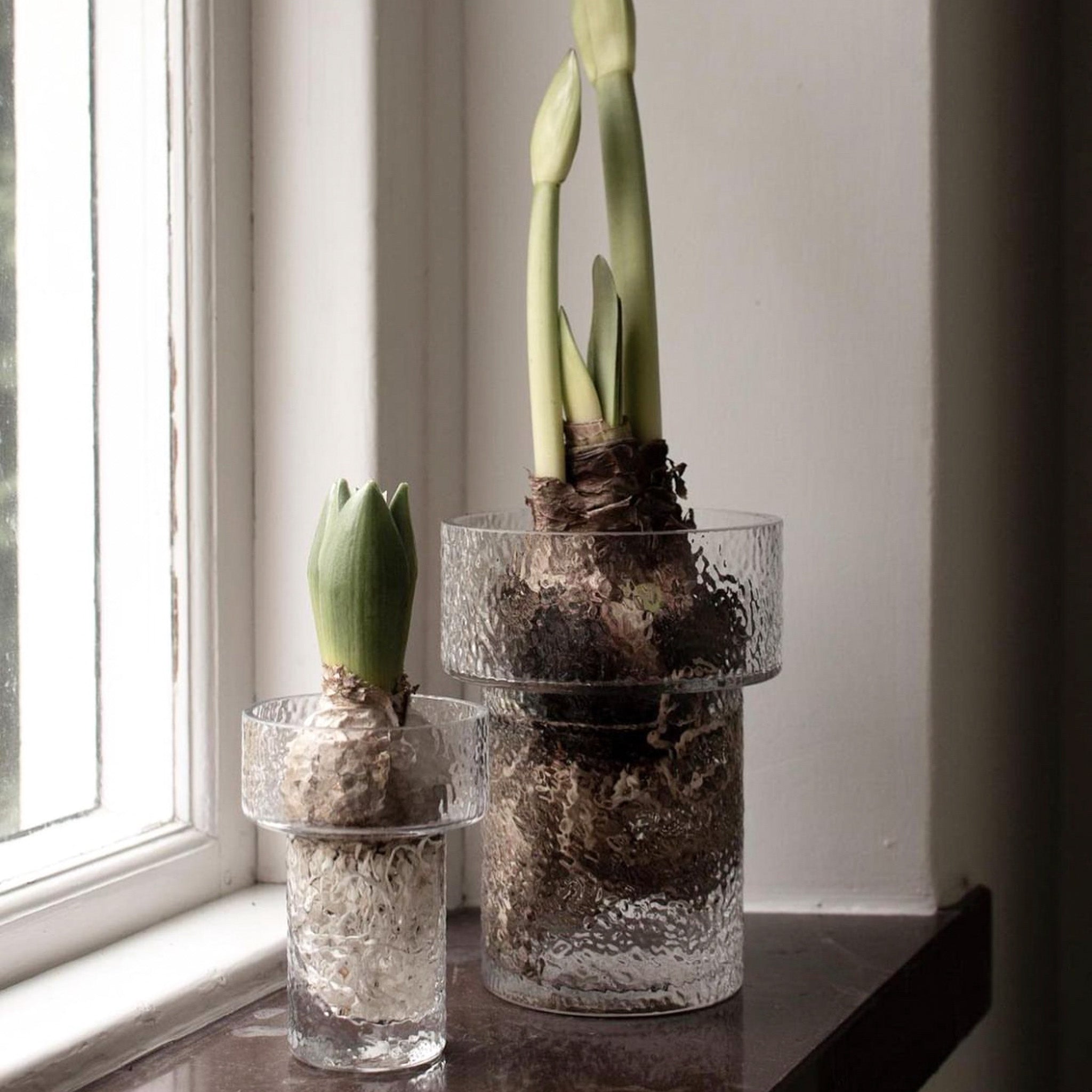 Amaryllis vase - keeper stor