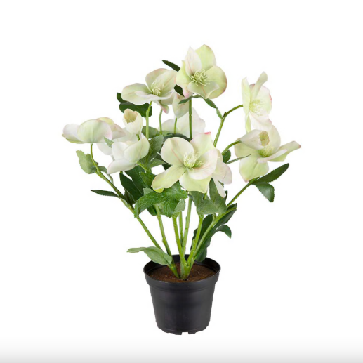 Julerose i krukke